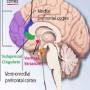 image5_dopamine.jpeg